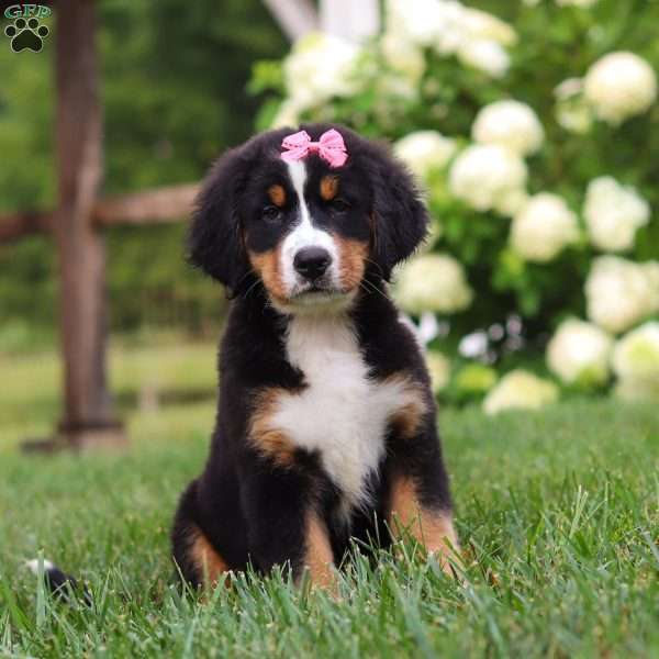 Marcy, Bernese Mountain Dog Puppy